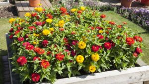 Phlox, Zinnias, and More for 2018 From California Spring Trials