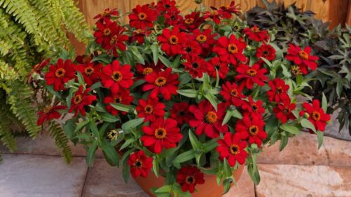Sakata, American Floral Endowment Partner on 40 Days of Summer Giving Campaign