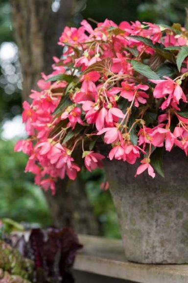 Begonia Be Adore Series (HilverdaKooij)