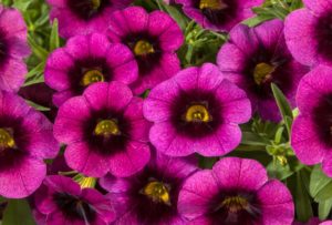 Calibrachoa ‘Cruze Grape Delicious’ (Green Fuse Botanicals)