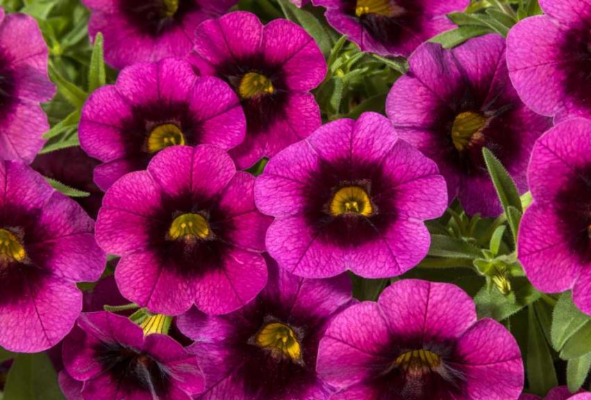 Calibrachoa ‘Cruze Grape Delicious’ (Green Fuse Botanicals)