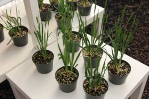 2017 California Spring Trials
