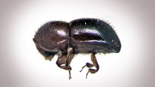 Tips On How to ID Ambrosia Beetle Damage, And How to Control it