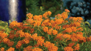 Greenhouse Growing Tips for Asclepias tuberosa