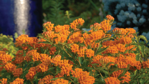 Greenhouse Growing Tips for Asclepias tuberosa