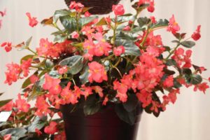 2017 California Spring Trials