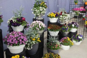 Day 2 - California Spring Trials 2017