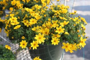 Day 2 - California Spring Trials 2017