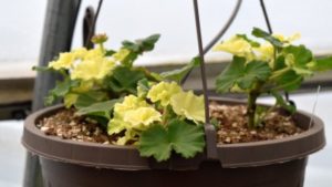 Monitor Potential for Heat Stress in Your Geraniums