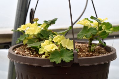 Monitor Potential for Heat Stress in Your Geraniums
