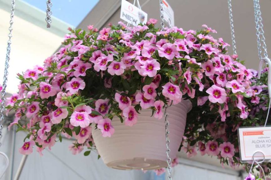 Day Four - California Spring Trials 2017