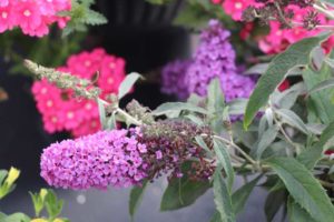 CAST 2017: Green Fuse Botanicals and Floranova