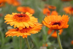 Day 2 - California Spring Trials 2017
