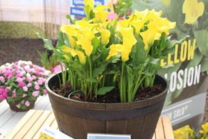 2017 California Spring Trials