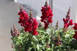 California Spring Trials: Day Three