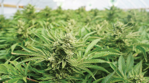 Why I Turned Down a High-Paying Offer to Grow Cannabis (More Than Once)