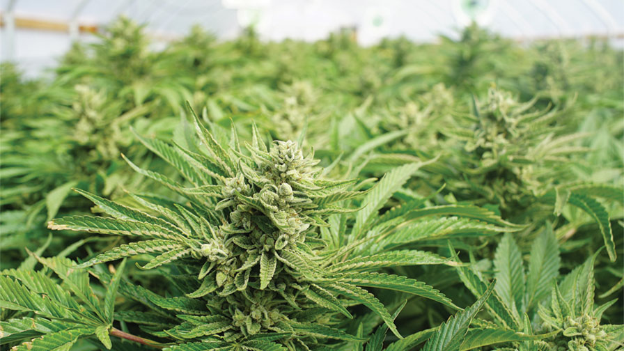 Cannabis Adobe Stock feature