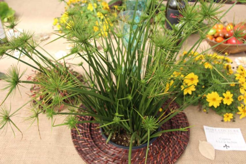 2017 California Spring Trials