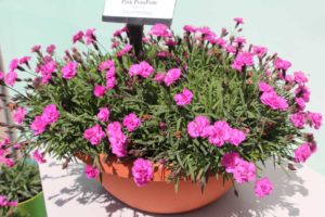 2017 California Spring Trials