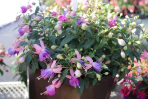 Day 2 - California Spring Trials 2017