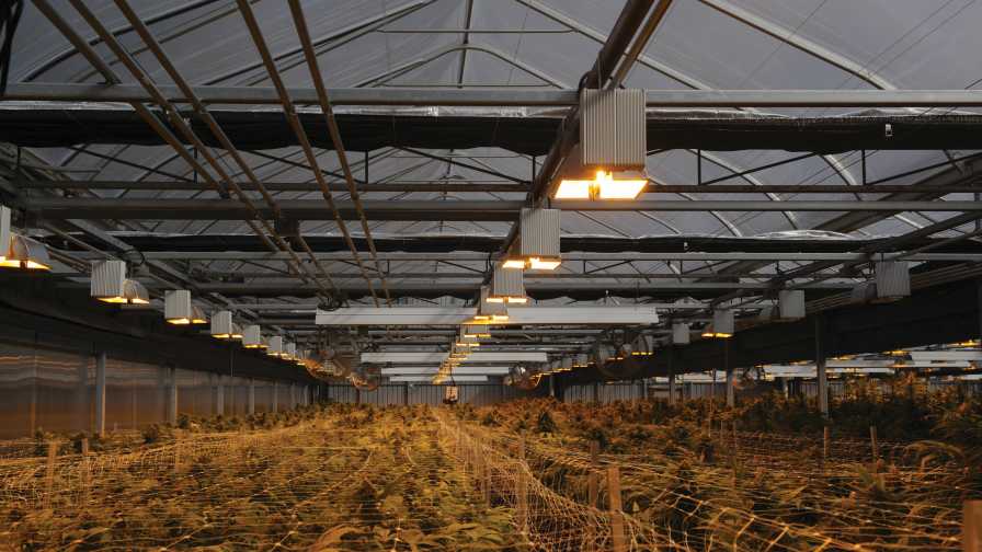 GGS Cannabis Production