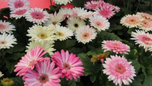 Flower Power Move: Florist Holland and HilverdaKooij Merge