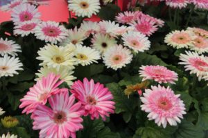 2017 California Spring Trials