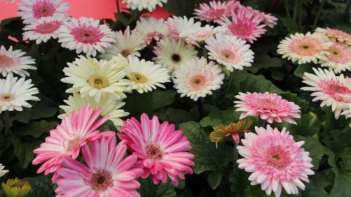 Flower Power Move: Florist Holland and HilverdaKooij Merge