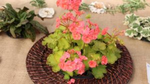 Hort Couture Announces New Propagation and Broker Partnerships for Spring 2018