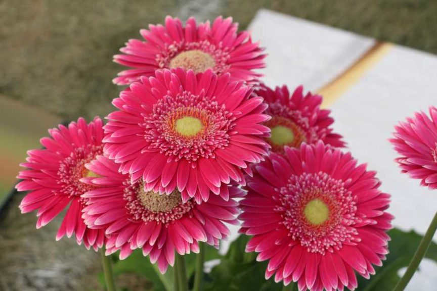 2017 California Spring Trials
