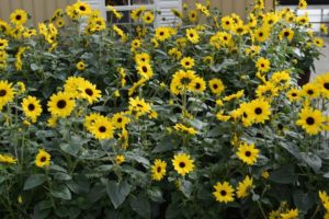 California Spring Trials 2017 - Day One