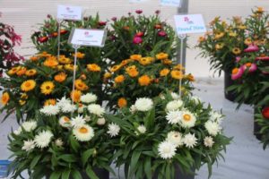 Day Four - California Spring Trials 2017