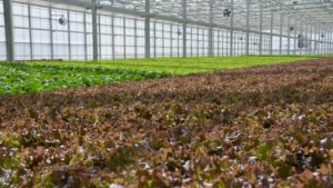 Online Courses Help You Brush up on Greenhouse Lighting, Plant Nutrition, Biocontrols