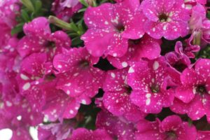 2017 California Spring Trials