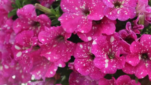 PanAmerican Promotes Pentas, Plug-and-Play, and Veggies; Kieft Seed and Darwin Perennials Help Growers Program Perennials; Burpee’s Brand Refresh
