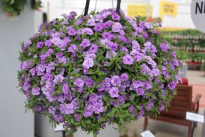 2017 California Spring Trials