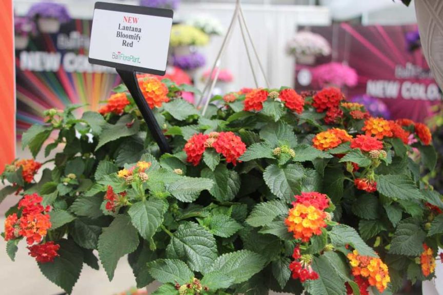 2017 California Spring Trials