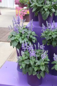 2017 California Spring Trials
