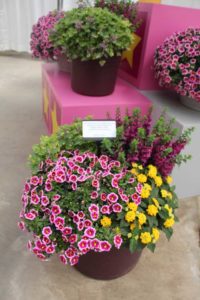 2017 California Spring Trials