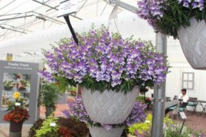 2017 California Spring Trials