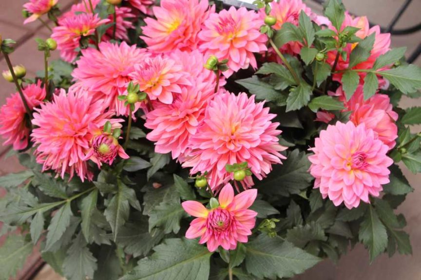 2017 California Spring Trials
