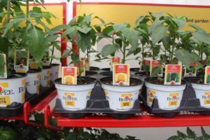 2017 California Spring Trials