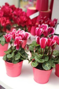 2017 California Spring Trials