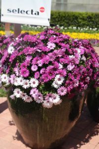 2017 California Spring Trials