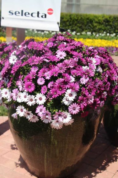 2017 California Spring Trials