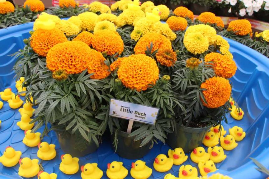 2017 California Spring Trials