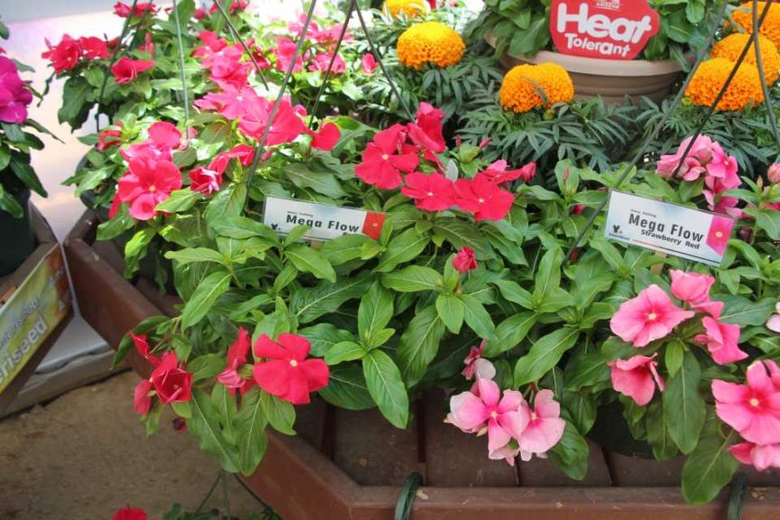 2017 California Spring Trials