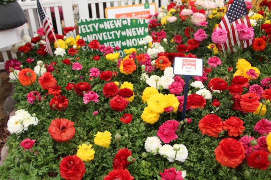 2017 California Spring Trials