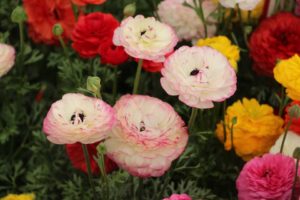 2017 California Spring Trials