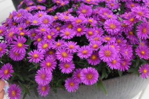 2017 California Spring Trials